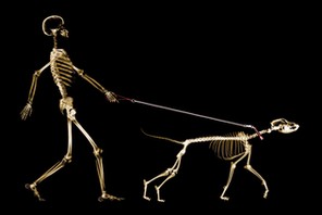 X-ray of dog on leash pulling master