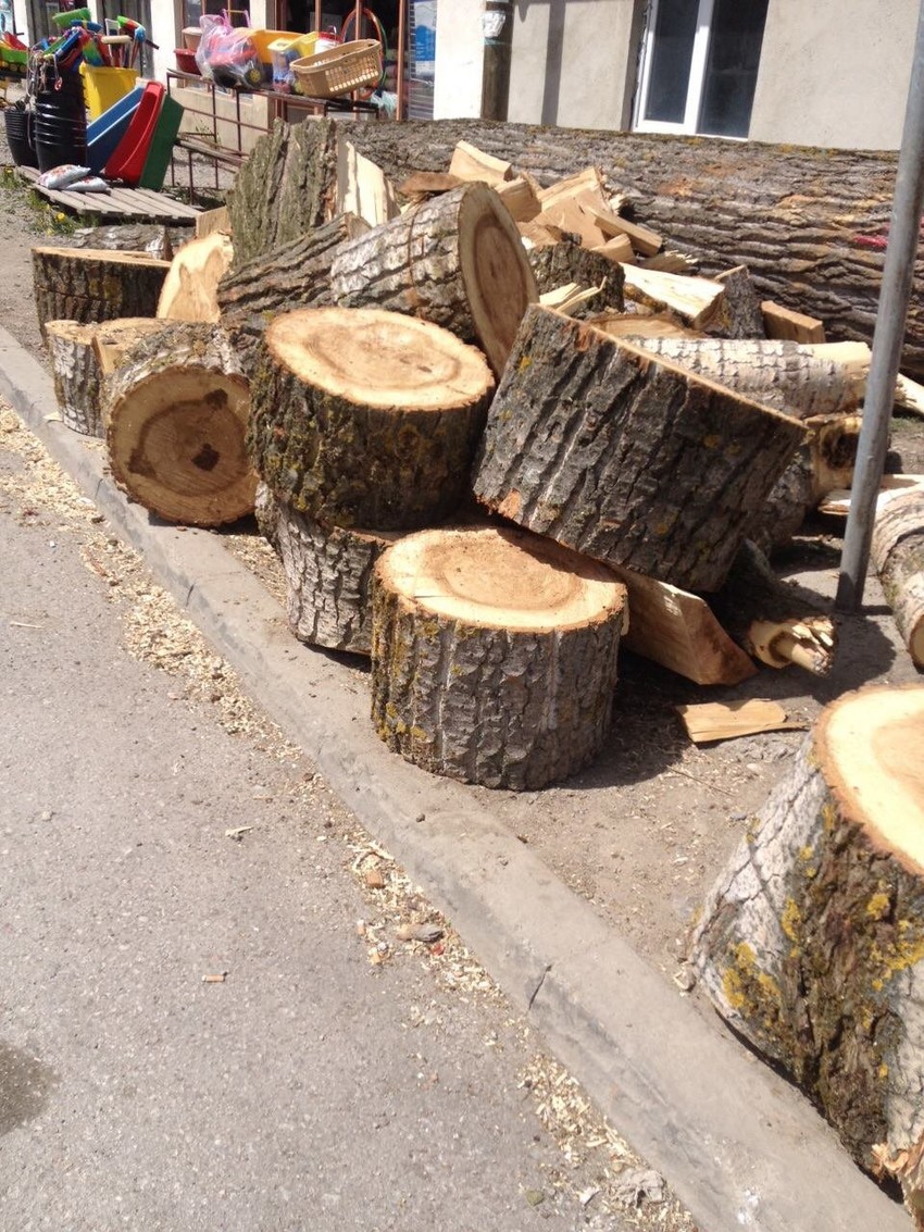 Sudbina posečenih borova ostaje nepoznata