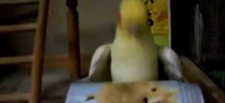 [Z kamerą wśród zwierząt] Papugi nie lubią Chocobo. Dacie wiarę?