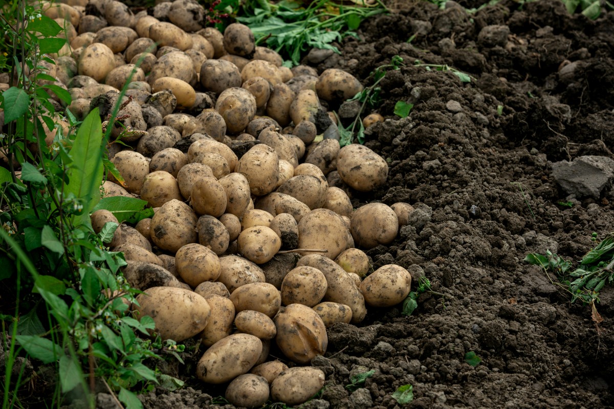 150 ton ziemniaków zniknęło z pola w weekend. "To nie rozdawnictwo, to kradzież"