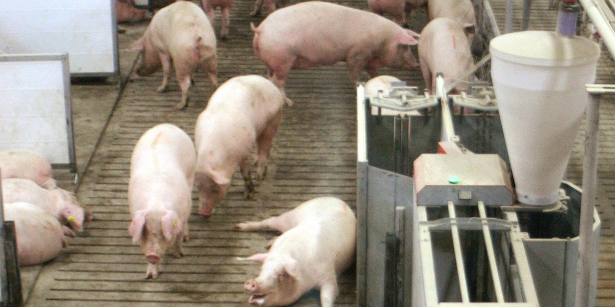 Pomór świń w USA