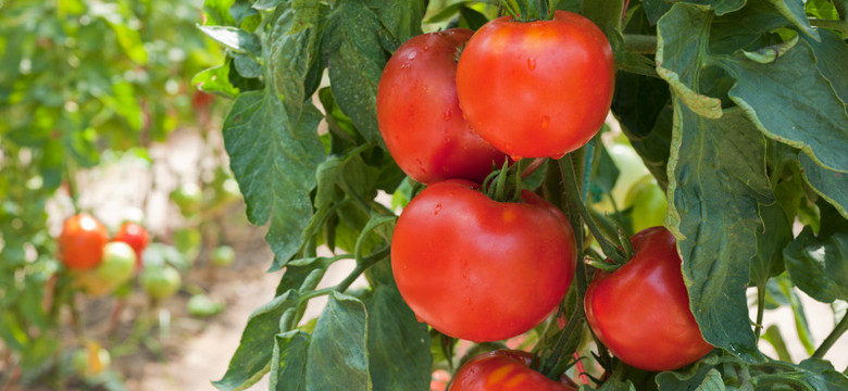 Plantator pomidorów chce zatrudnić całą drużynę ekstraklasy