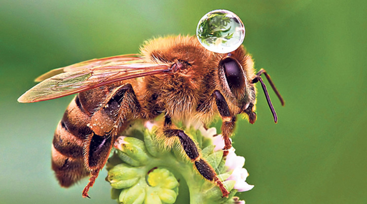 Nem is kevés dologért tartozunk hálával a méheknek/Fotó:Profimedia