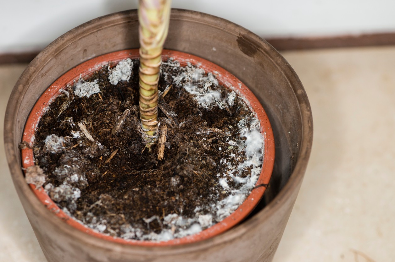 Biely povlak vzniká aj nadmerným zalievaním.