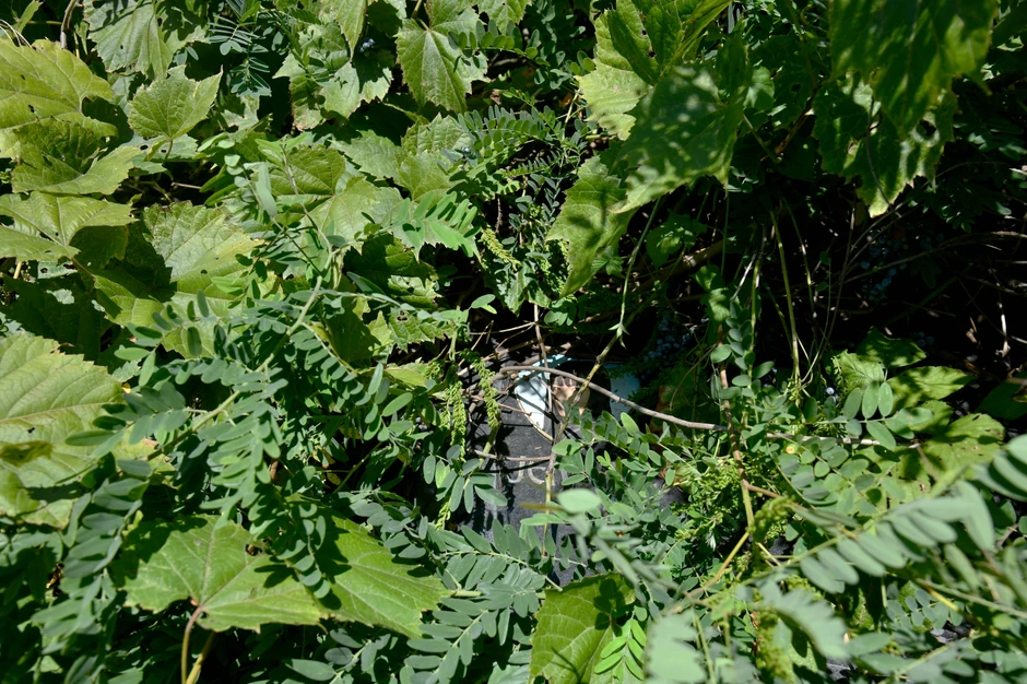 Jelena Marjanović  zarasla spomen ploča