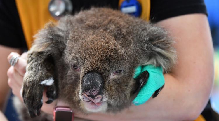 Sérült Koala a Kenguru-szigetről január 8-án