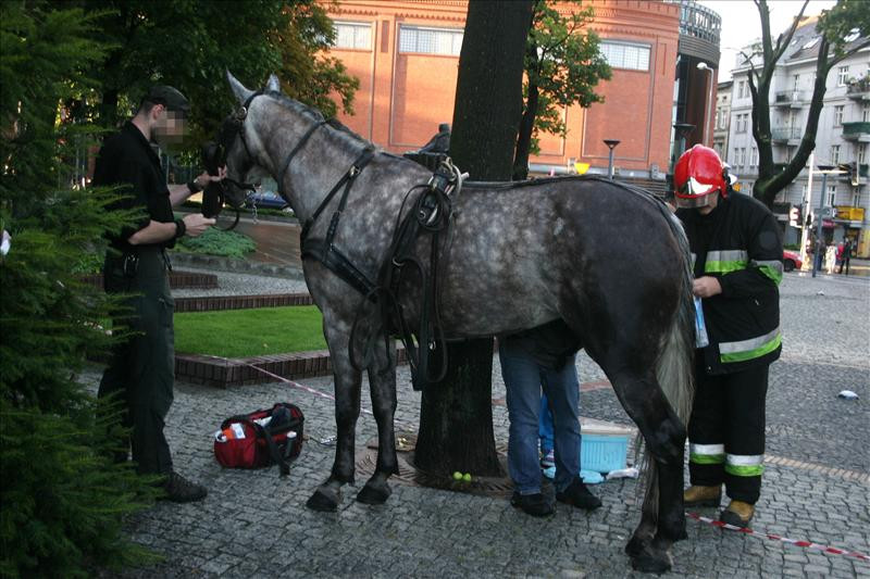 Koń ocalały z wypadku