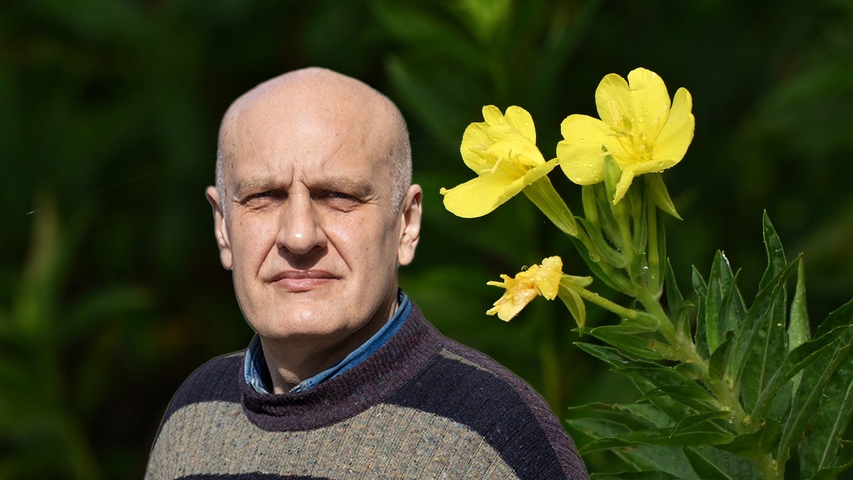 Žuti noćurak je biljka sa značajnim lekovitim svojstvima