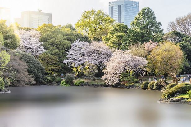 Tokio jest miastem pełnym parków