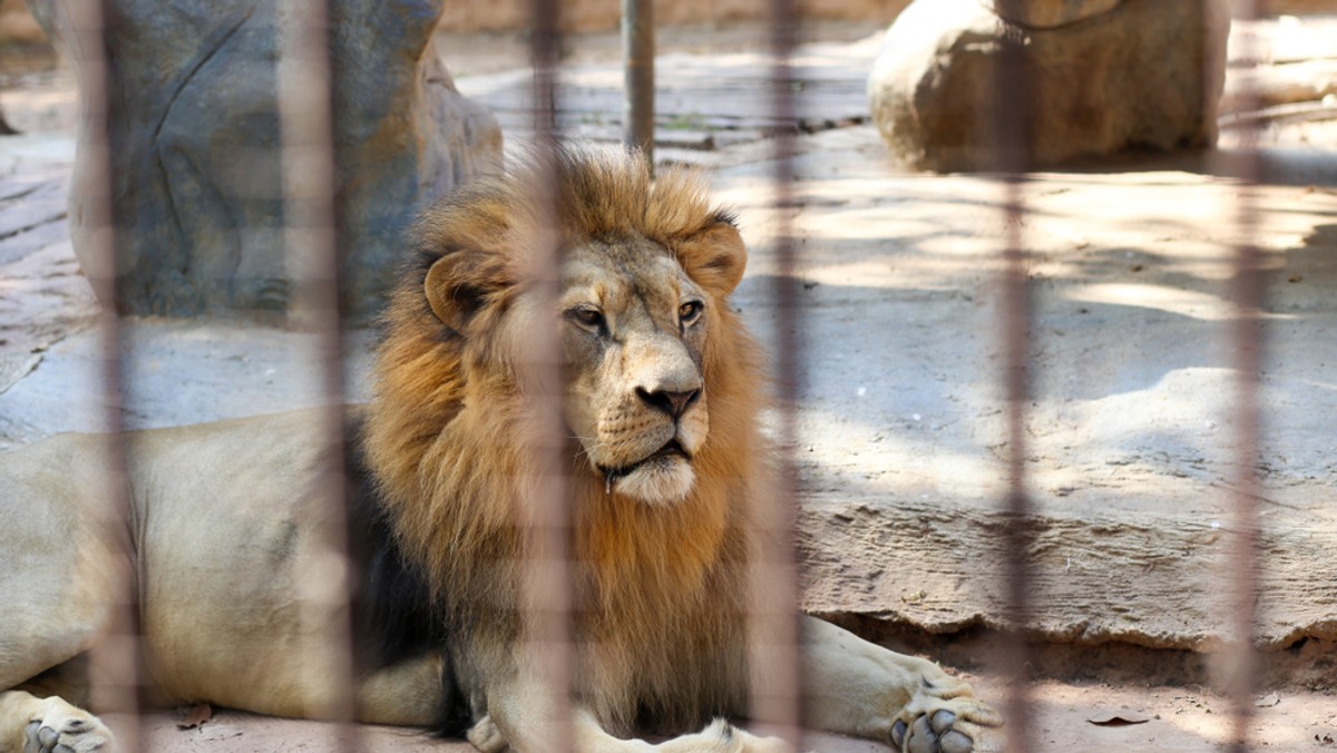 Opole: lwy wrócą do miejskiego zoo