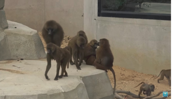 Páviánok szöktek meg egy francia állatkertben / Fotó: Youtube