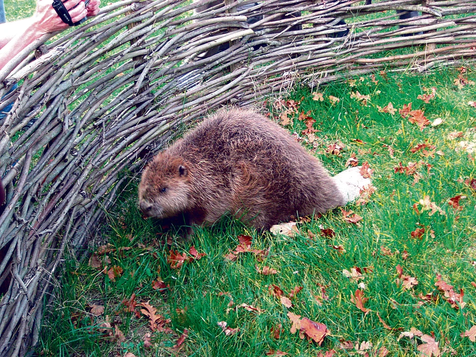 Dabar je zaštitni znak Zasavice