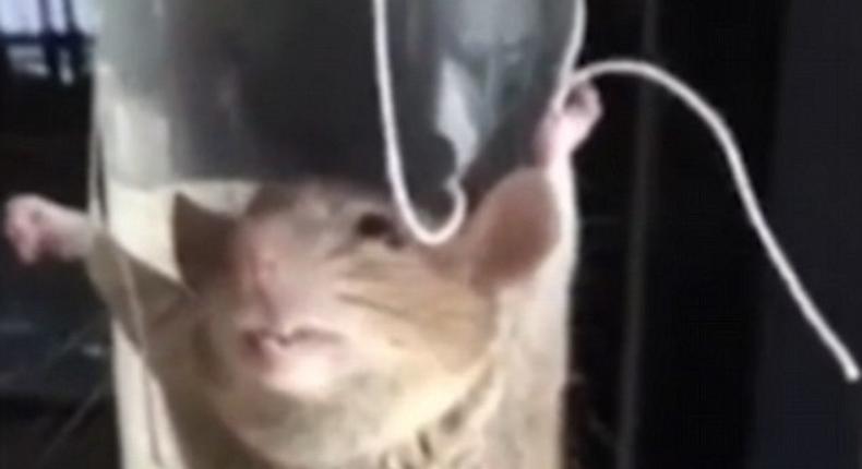 Woman interrogates and tortures mouse for stealing her banana