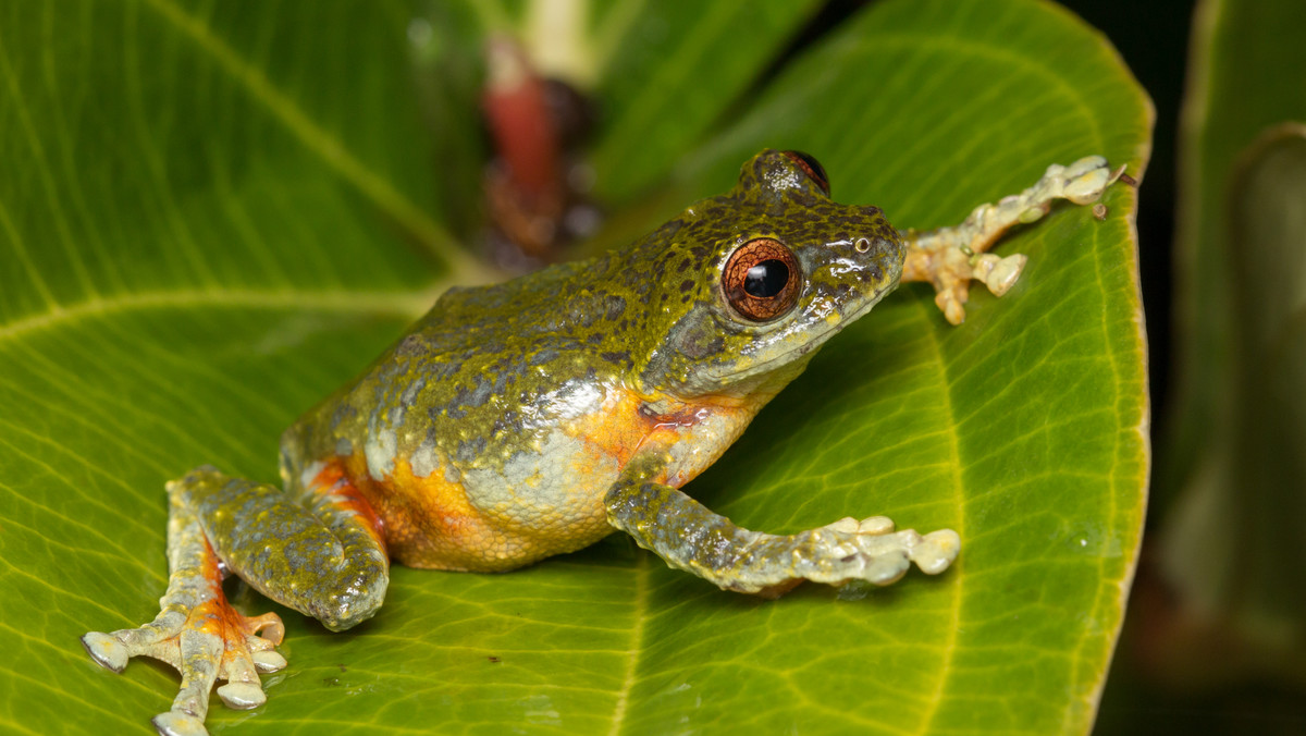 Wielka Brytania: egzotyczna żaba znaleziona w bananach w Lidlu
