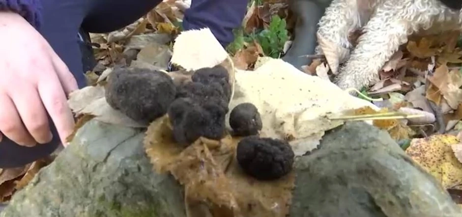 Tartufari iz Valjeva