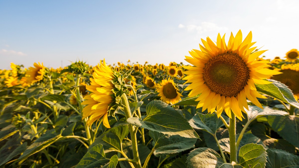 Turcia vrea floarea-soarelui din România în locul celei din Ucraina și Rusia: cât livrează agricultorii români