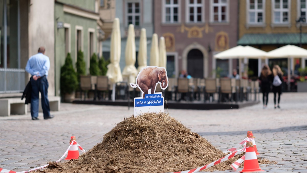 Kupą słonia Poznań walczy z problemem psich odchodów