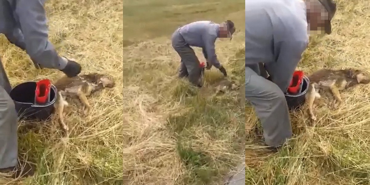 Bestialstwo wobec zwierząt. Jeden omal nie zabił psa, drugi kota.