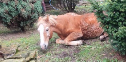 Była o krok od śmierci, a teraz jest jak dziki mustang. Inflacja rządzi w stajni