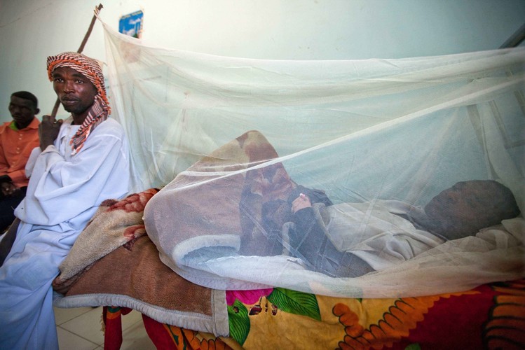 Żółta febra atakuje, jest coraz groźniejsza