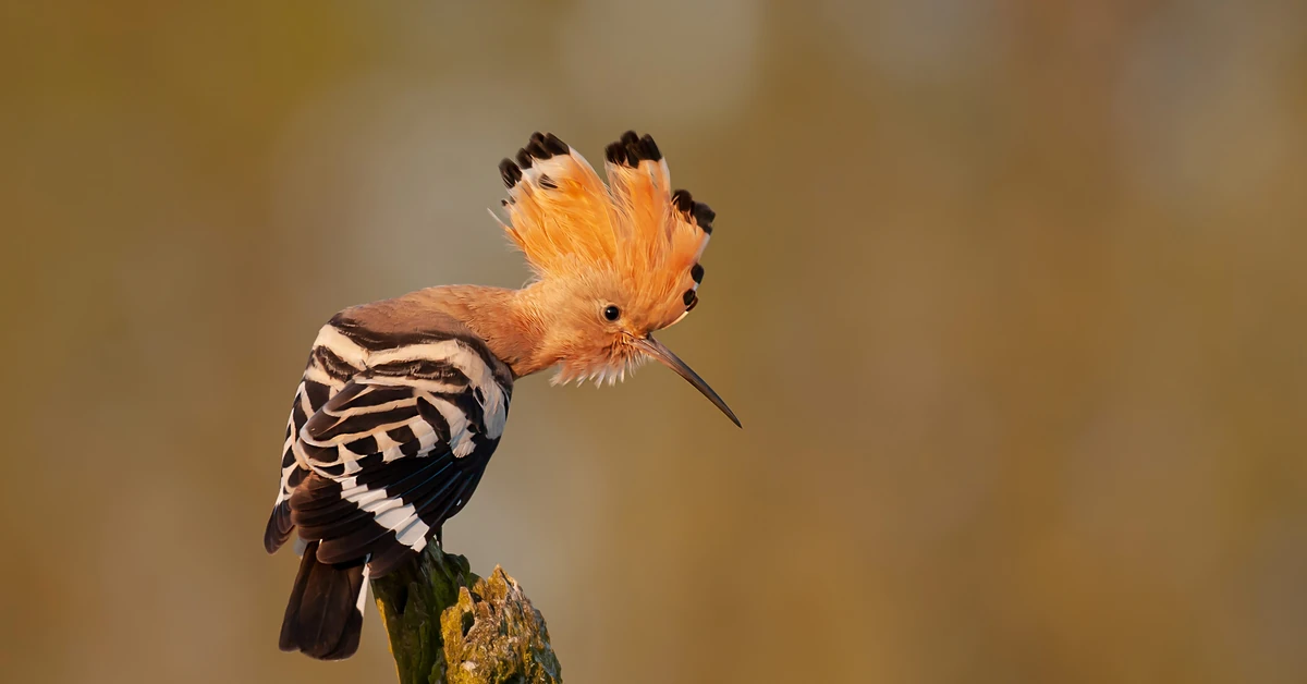 Trudny quiz z polskich ptaków. 20/20 tylko dla orłów