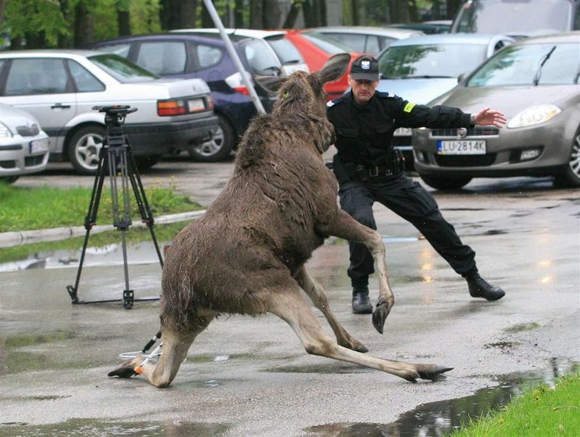 Łoś przyszedł na policję