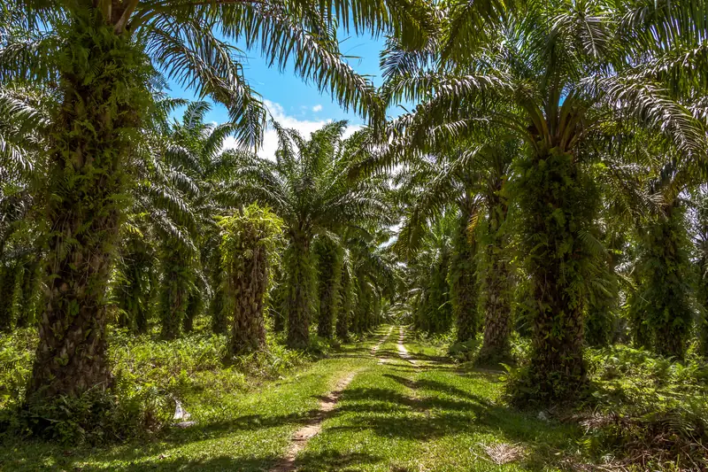 Tamatave na Madagaskarze to miejsce niekończącej się zieleni