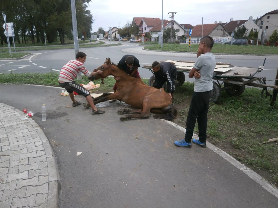 Sve češći slučajevi okrutnosti prema životinjama