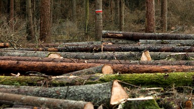 Sąd w Hajnówce: aktywiści ekologiczni niewinni - był stan wyższej konieczności