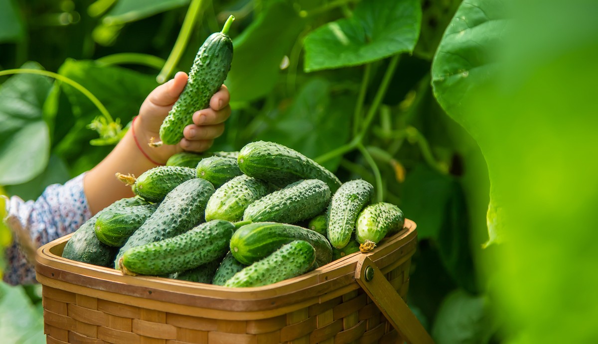 Ogórek siewny (Cucumis sativus L.) jest to jedno z najpopularniejszych warzyw uprawianych w Polsce
