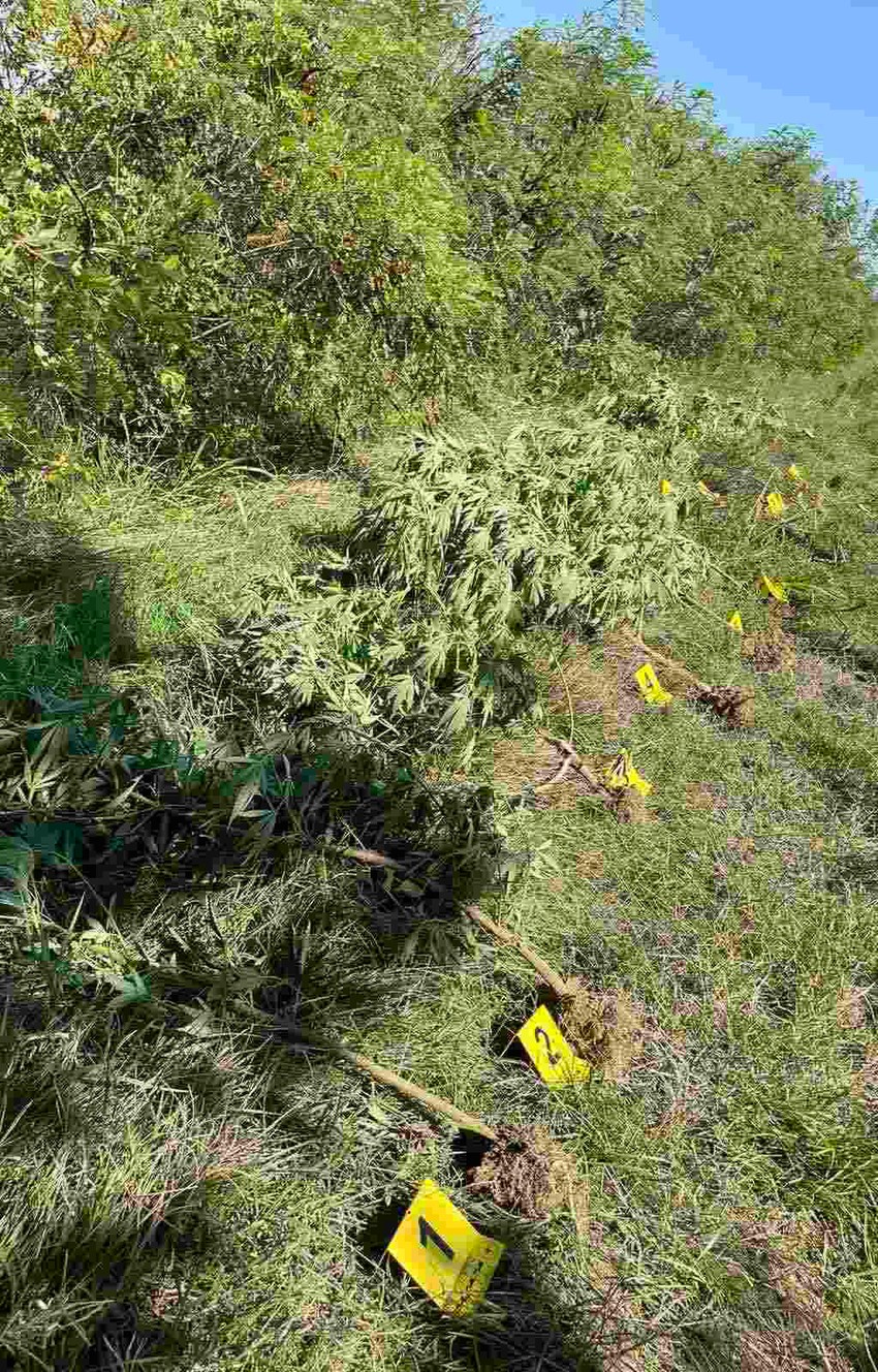 Zaplena droge u Beogradu