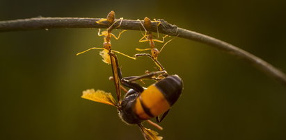 Te mrówki to siłaczki! ZDJĘCIA