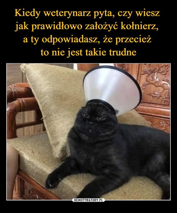 Światowy Dzień Lekarzy Weterynarii. Oto najlepsze memy