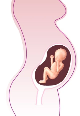 Ciąża Tydzień Po Tygodniu Rysunki