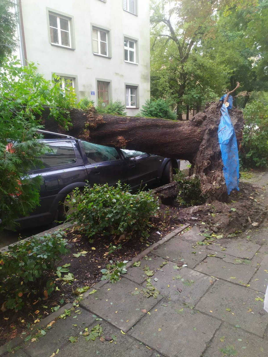 Upadające drzewa zniszczyły samochody w Krakowie