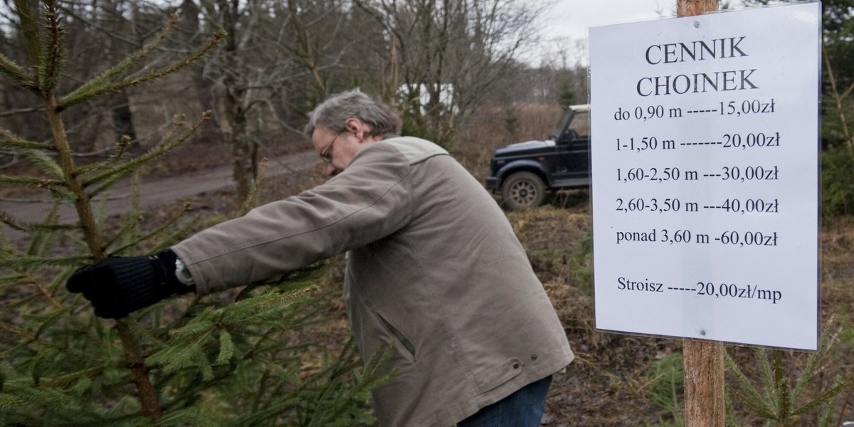 Sprzedaż świątecznych choinek wprost z plantacji. Leśnictwo Przewalanka w nadleśnictwie Knyszyn. woj. podlaskie, 2021 r.