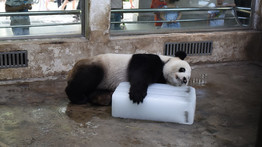 Ezt a nagy meleget csak így lehet bírni! Így hűsöl a panda az állatkertben