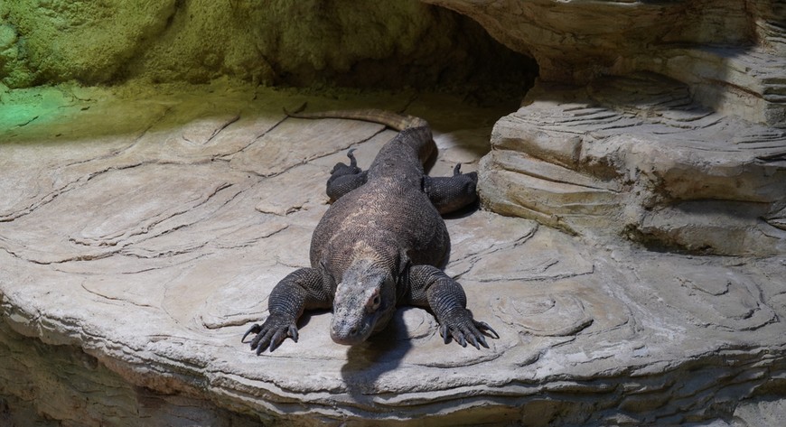 Warany zyskają nowe pomieszczenia po remoncie zabytkowego terrarium