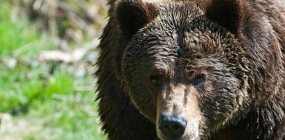 Dzwonek z Bieberem ocalił Rosjanina przed... niedźwiedziem!