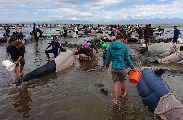 Volunteers try to keep alive some of the hundreds of stranded pilot whales after one of the country'