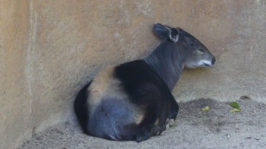 Žutoleđi dujker u zoo vrtu u Los Anđelesu