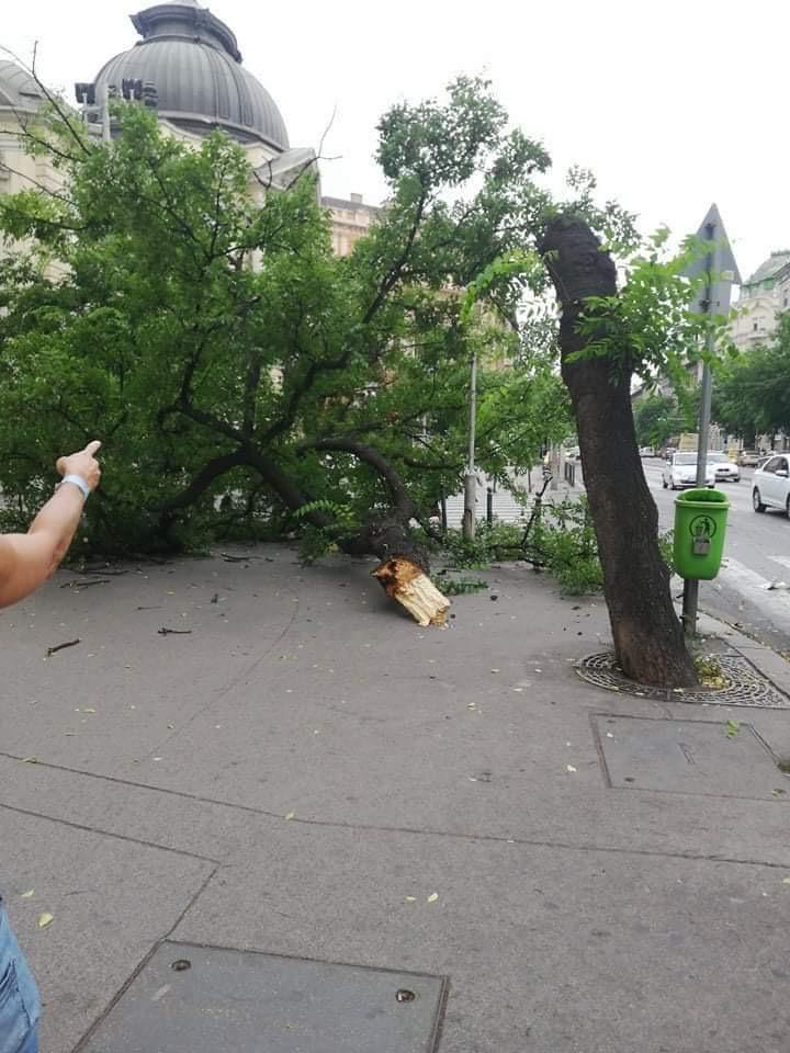 A hatalmas erejű szél egy fát is kidöntött a Vígszínház mellett. /Fotó: Blikk