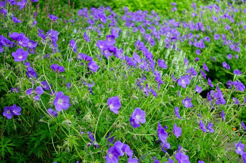 Bodziszek Rozanne to wieloletnia bylina długo kwitnąca, o miododajnych kwiatach