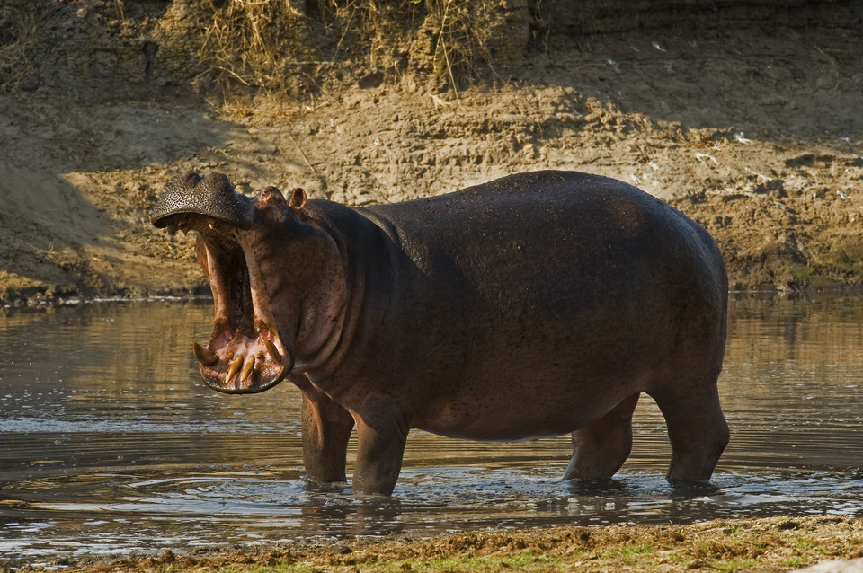 Hipopotamy zabijają rocznie ok. pół tysiąca osób