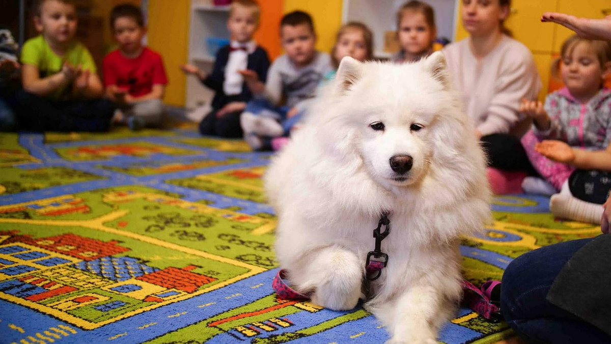 Dogoterapia: Gratka od pięciu lat pracuje jako psia terapeutka