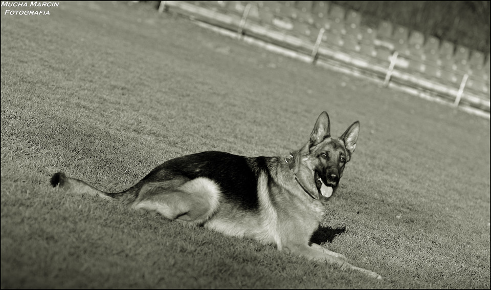 Trening w szkole Hitt Dog, Khadar