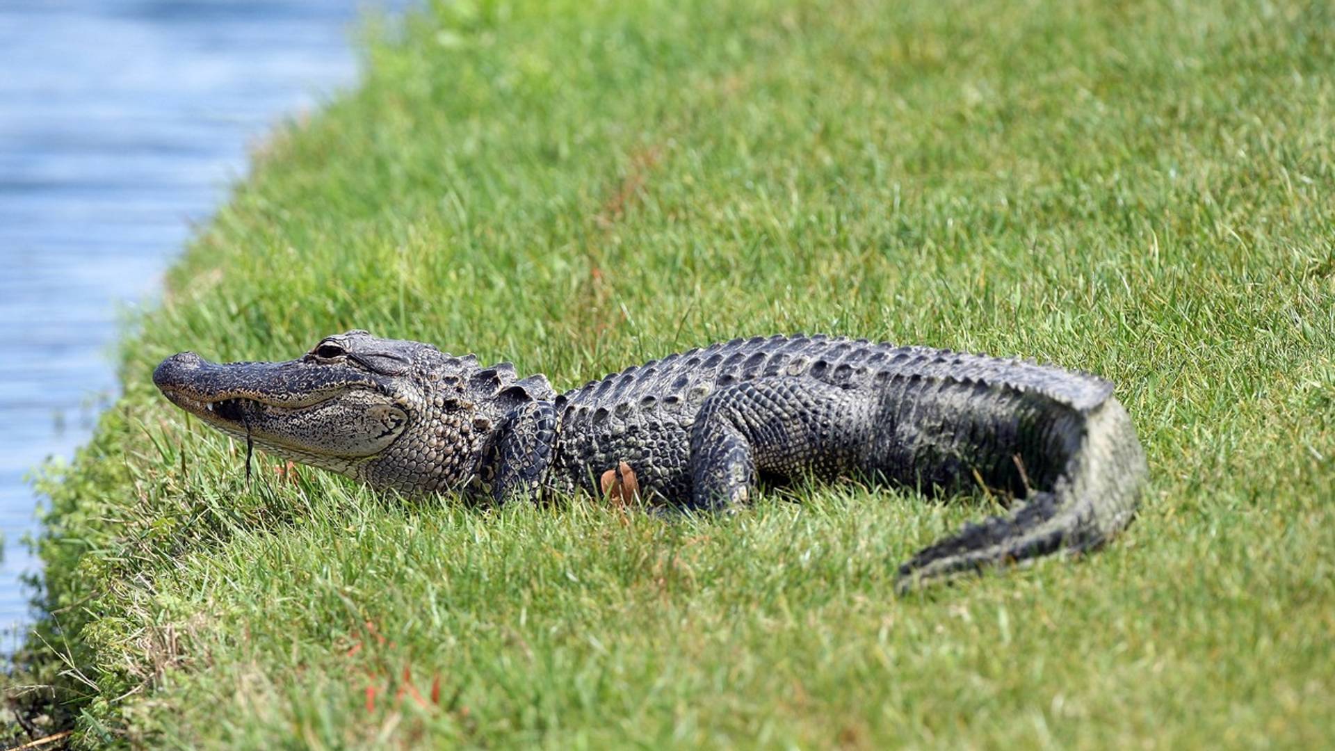 Ako vam ikad aligator zaluta u dvorište, možda da probate ovako da ga se rešite