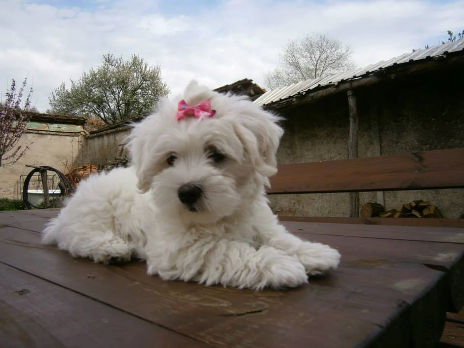 Maltezeri su pošteđeni jer su bili na povocu