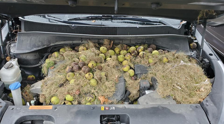 A szemtelen rágcsáló egy hosszú idő óta üzemen kívül hagyott autó motorházát pakolta tele 200 darab dióval / Fotó: Facebook