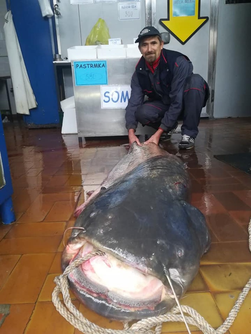 Som kapitalac od 56 kilograma